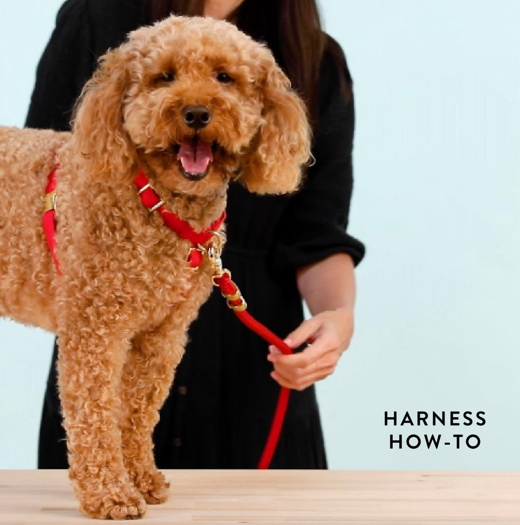 Lake Blue Gingham Dog Harness