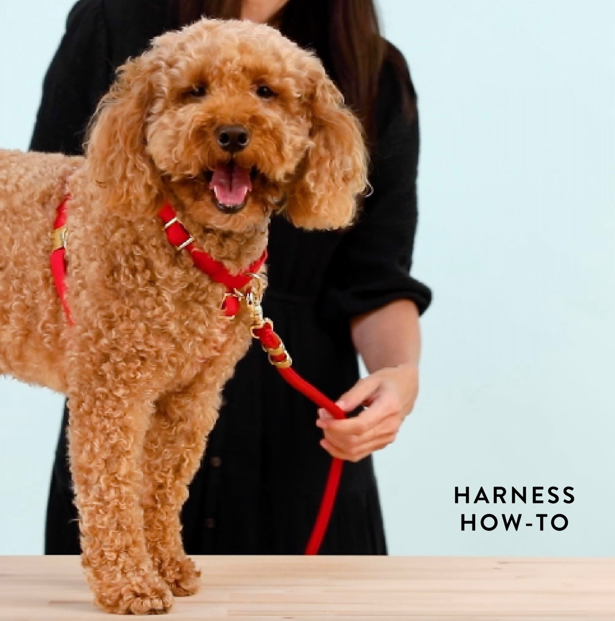 Pressed Pansies Dog Harness