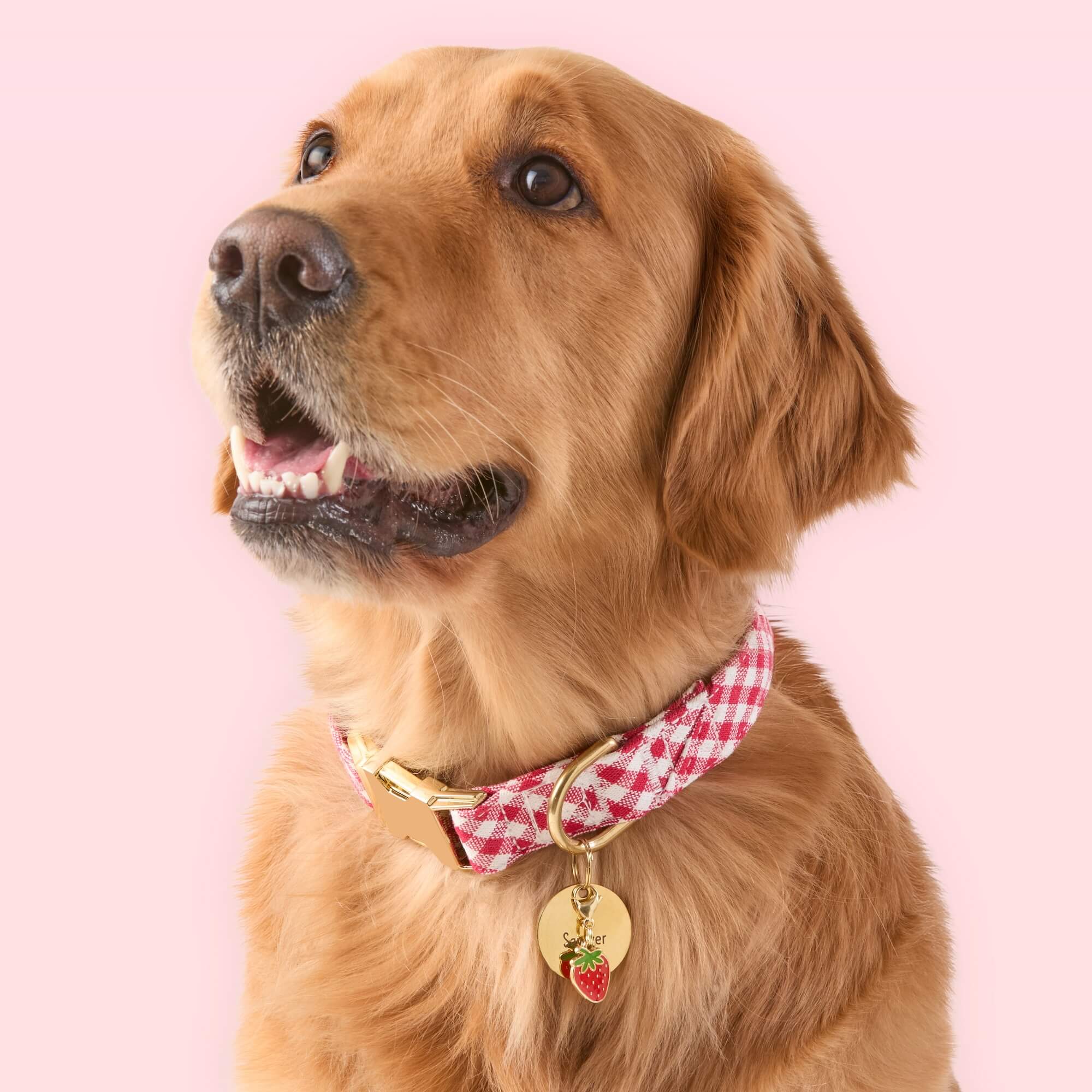 Red Gingham Dog Collar