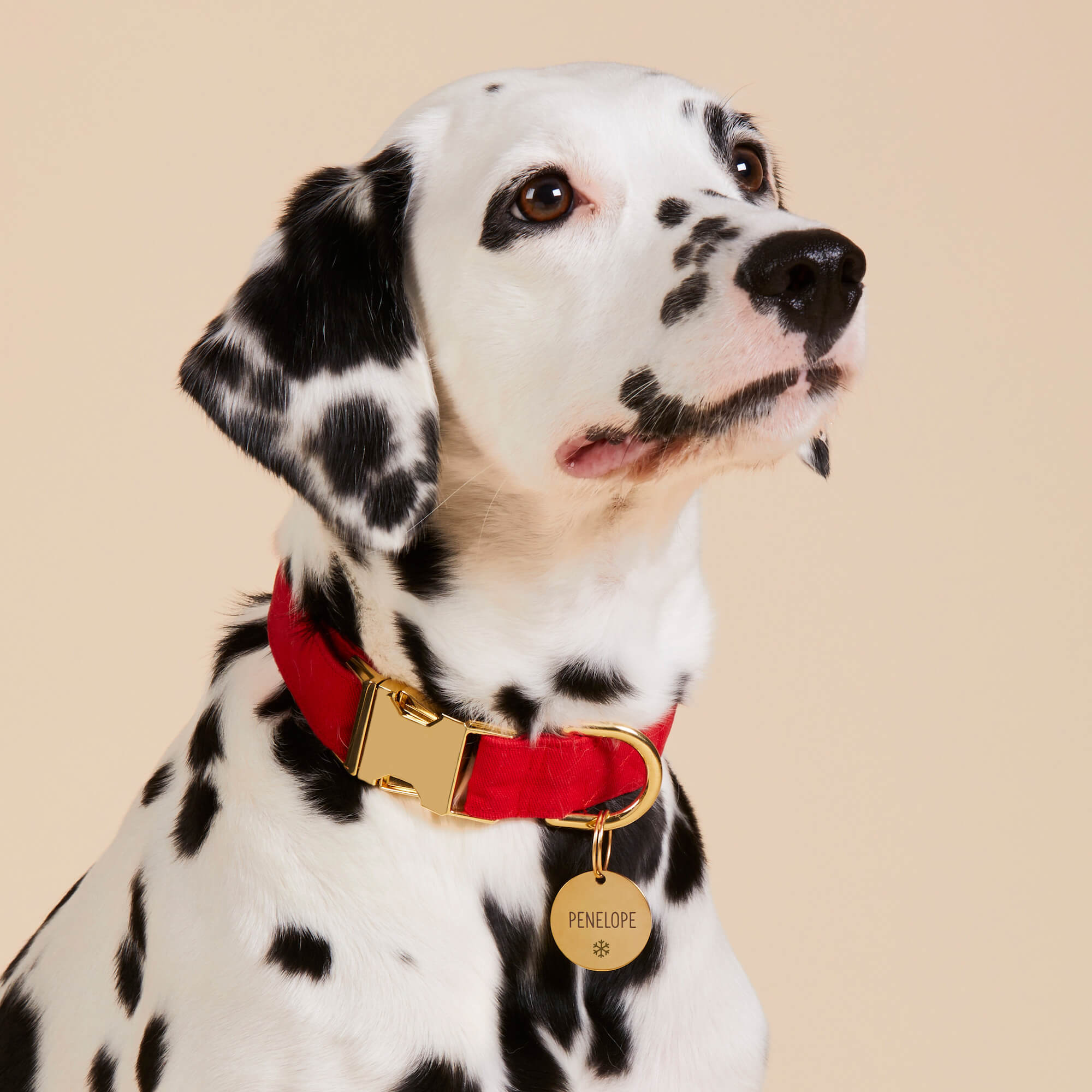 Circle Pet ID Tag: Snowflake Icon