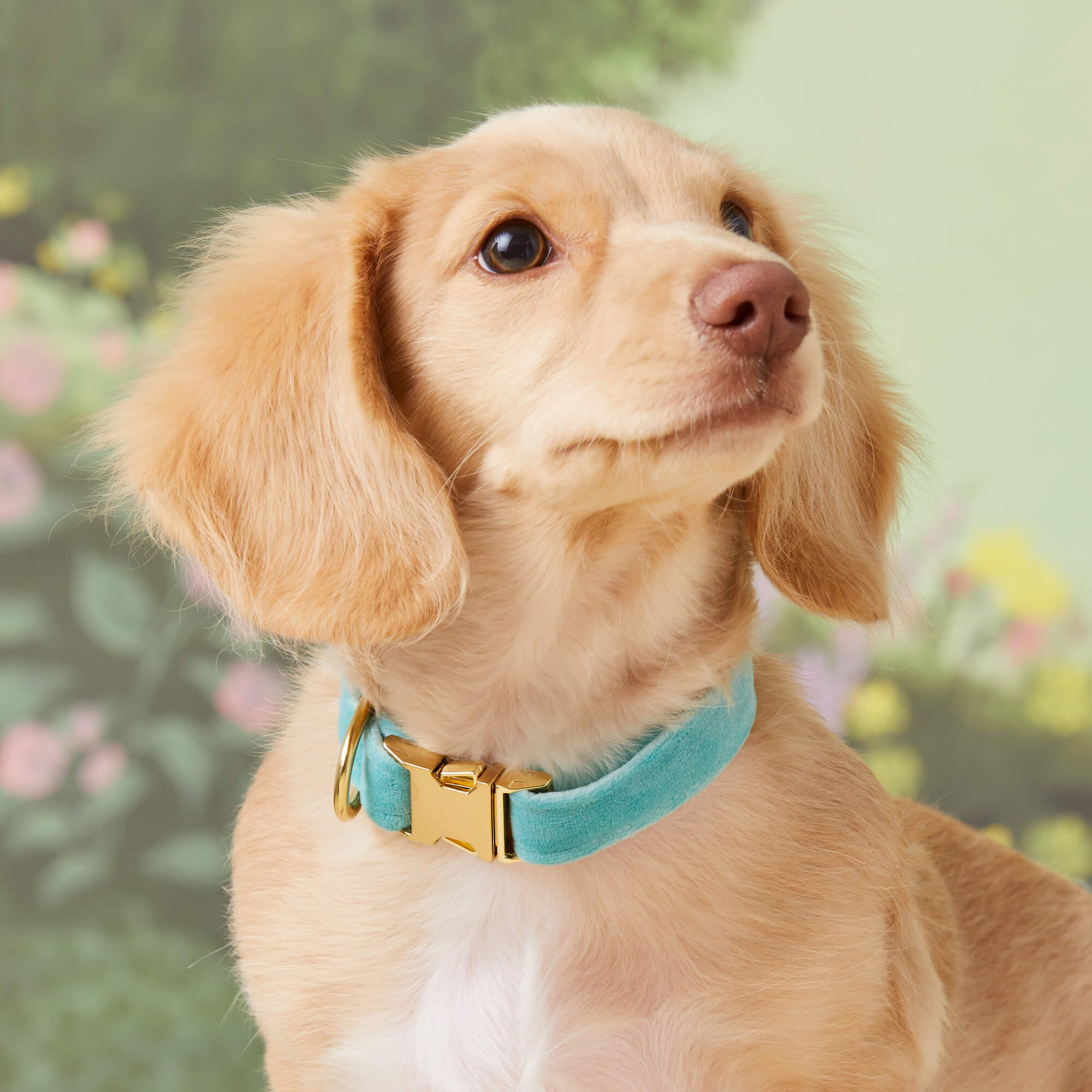 Robin¡¯s Egg Velvet Dog Collar