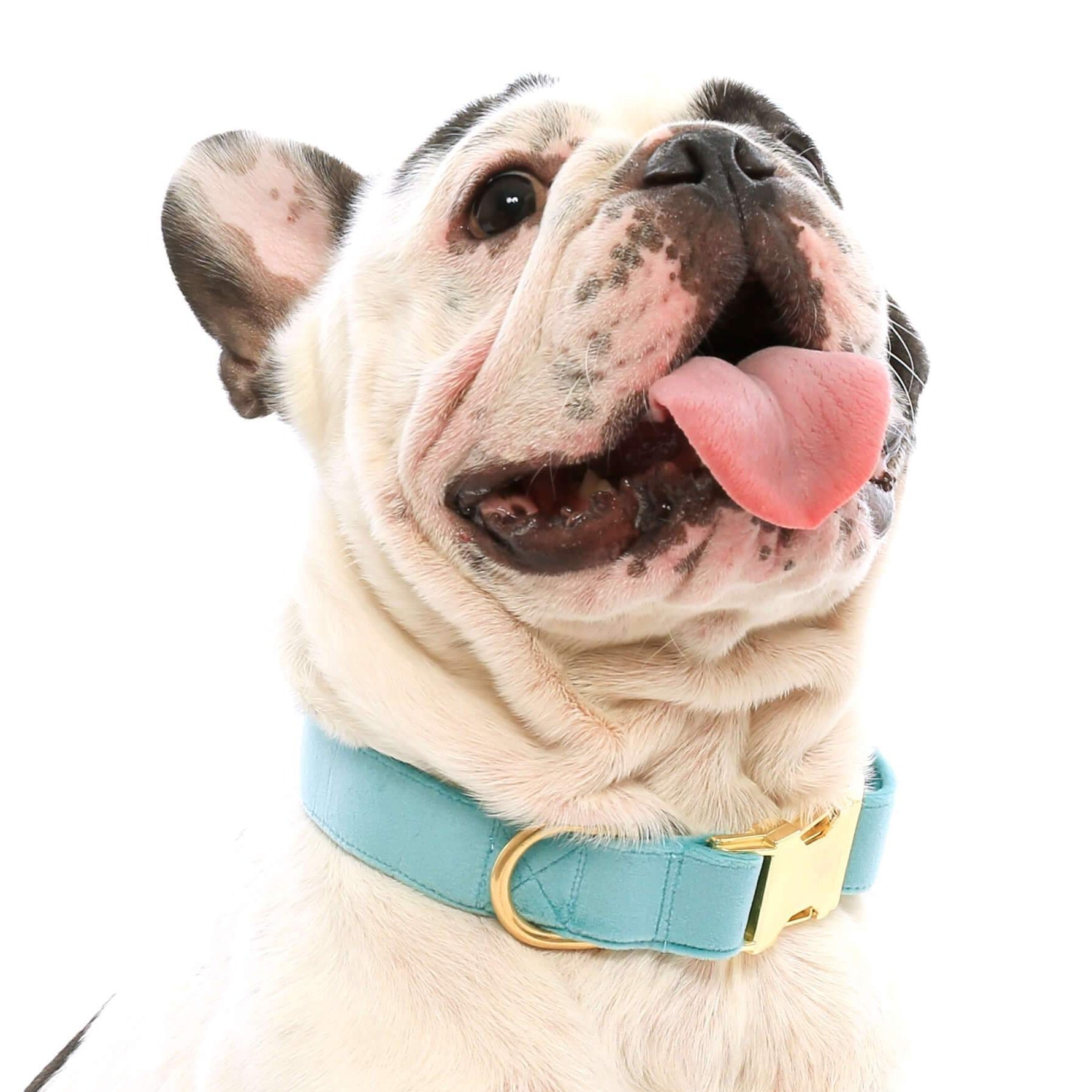 Robin¡¯s Egg Velvet Dog Collar